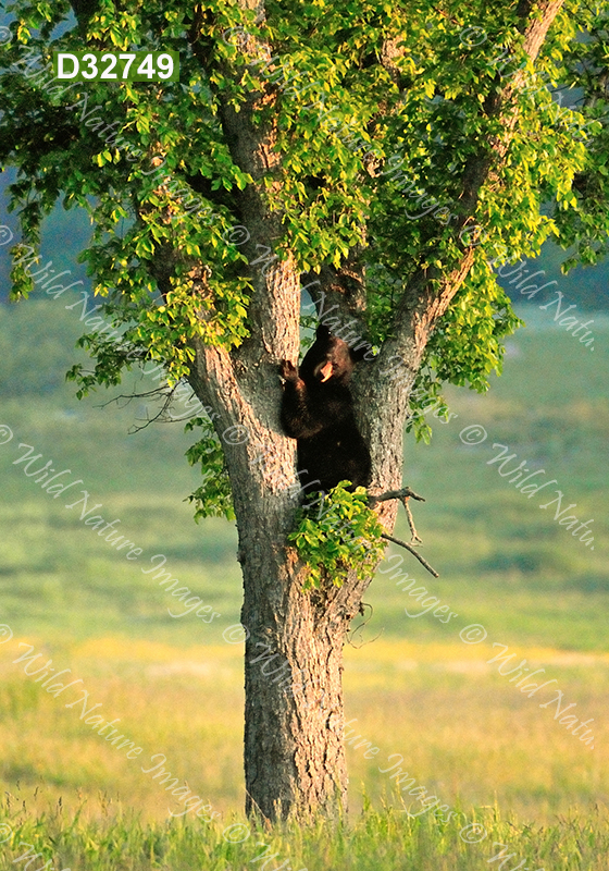 American Black Bear (Ursus americanus)